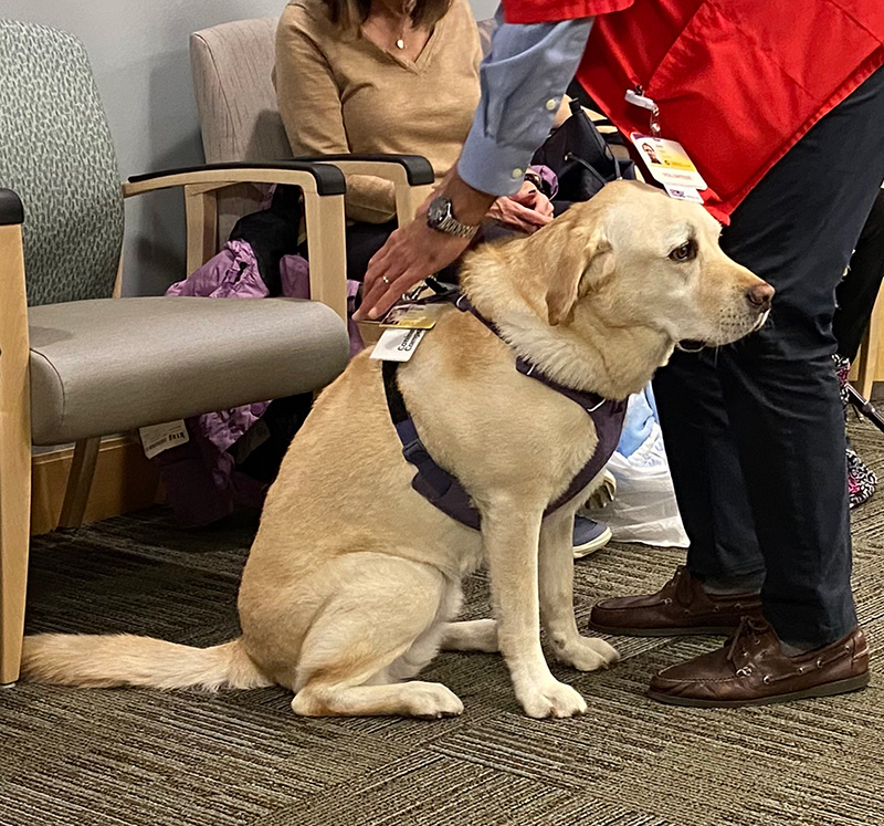 Eddie the therapy dog. He's a golden retriever sitting with a harness on. People and chairs are in the background.